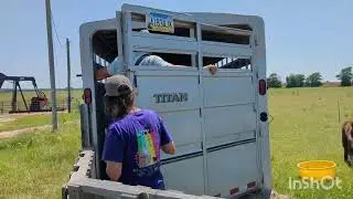 Moving the big herd to the summer pasture.  Full video.