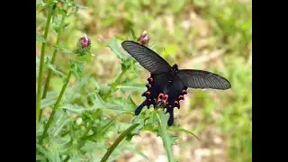 野薊と尾長揚羽 Japanese Thistle & Long Tail Spangle