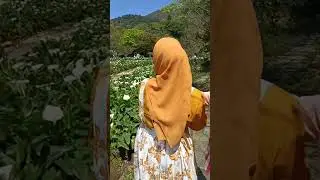Sorotan 22.49 - 27.49 dari Bunga lili di Yamingshan Taiwan