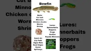 Bowfin Guide #fishing #guide #bowfin #howto #like #subscribe #blowup #1k #bigfish #fun #today #news