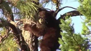 Lucy and Bears of the Capitan Mountains, New Mexico