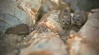 The Rock Hyrax Family