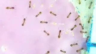 Temnothorax | Linksvayer Lab | ASU SIRG | 2026-01-06