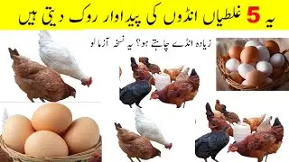  Egg Production Booster: How to Increase Egg Laying in Chickens || Eggs booster Tips