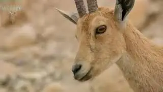 Mountain goat hunting by wolves.   wil life.