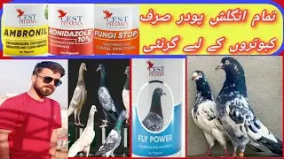 Pigeon gallery#High Flyer Pagein Pakistan#Imported productVisit my YouTube channel#Information #00k