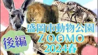 【盛岡市動物公園ＺＯＯＭＯ：後編】お散歩2024春【動物園へ行こう❗️】
