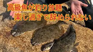 激渋から一転し高級魚が釣れ過ぎて楽し過ぎ