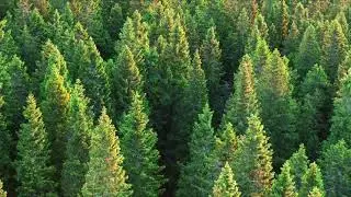 30 minutes Evergreen by Morgan Kibby