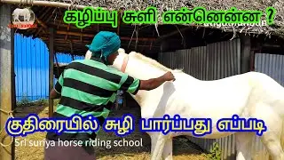 குதிரைகள் சுழிபார்த்து வாங்குவது எப்படி #கழிப்பு சுழி என்னென்னHow to spin and buy horses #