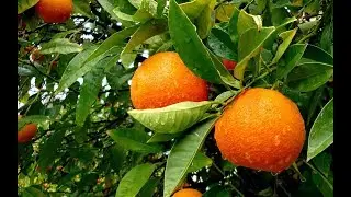 Honey Tangerine Review | My favorite Citrus Fruit