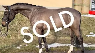 *EYE CATCHING JUMPER*CASALLIK, 2015, gelding, by Casall