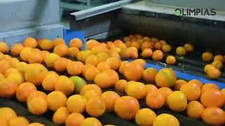 OLIMPIAS S.A.| Linie de procesare pentru citrice: spalare, uscare, ceruire si sortare/calibrare