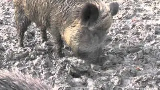 Wildschweine suchen nach Eicheln