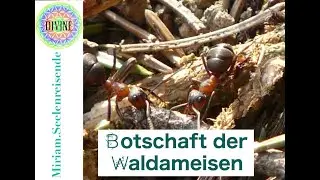 Waldameisen-Botschaft - jetzt vertont!⎥Erinnert euch an eure wahre Bestimmung ⎥Miriam.Seelenreisende