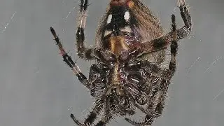Meet my Western Spotted Orbweaver as known as Neoscona Oaxacensis 