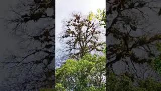 Symbiotic// Relationship of the Orchid and tree//Sciencing-Part2