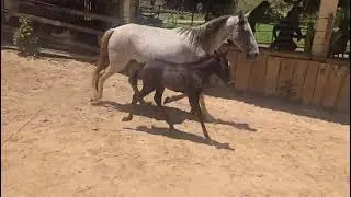 QUITUMBA - Querida Dois - MARCHADOR