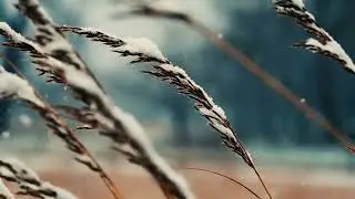 Cold Snowfall Sound Effect | Copyright Free Nature Sounds ❄️🎶