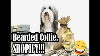 Bearded Collie dog - Shopify dropshipping niche analysis for print on demand business