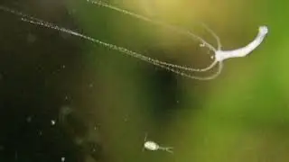 Huge hydra in aquarium