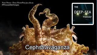 Cephstravanganza with Professor Kat Bolstad | The Deep-Sea Podcast | Episode 64