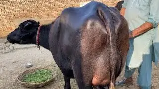 حاجی محمد شاہد407گ ب { 2عددپہلن دوجن جھوٹیاں 22جنوری} Pure Neli Ravi Buffalo for Sale on Eitfaaq Tv 