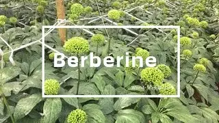 Berberine: A Potent Natural Compound for Metabolic Health