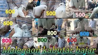 Malegaon Friday kabutar bajar 🕊️🕊️🕊️🕊️🕊️#birds #parrot #pigeon #pigeon birds