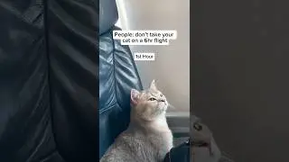 The best passenger 🥹 #cat #travel #viral #shorts