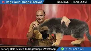 What To Feed Your German Shepherd - Step By Step Guide By Baadal Bhandaari