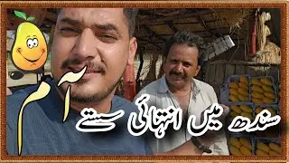 Sindhi Best Mangos | سندھ میں انتہائی سستے اور مزیدار آم