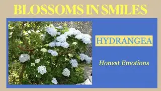 Hydrangea - Honest Emotions