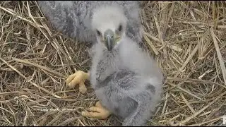 SWFL Eagles ~ Cute Closeups Of E's! 💕 Clown Feet & Wing Hugs At Rails!  E24 Topples Over! 😂 12.30.24