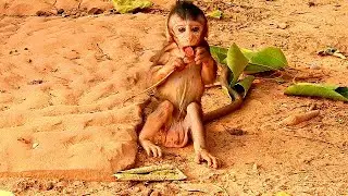 So lovely cute baby monkey Titan