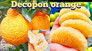 Decopon orange 🍊🍊🍊💥💥💥