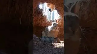 Rabbit Mom ATTACKS Fox Inside Burrow 😱 Hidden Wildlife Camera Caught Everything