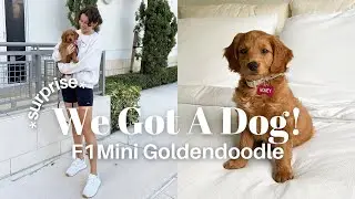 *SURPRISE* WE GOT A PUPPY! 🐾 | Picking Up Our F1 Mini Goldendoodle + Her First Pup Cup