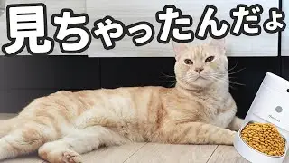 待つのをやめた猫 ── ママに圧をかければ出ると学習してしまった