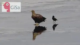 Gigis videoblogg nr 12