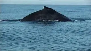 Humpback whale - Megaptera novaeangliae - Baleine &agrave; bosse - keporkak