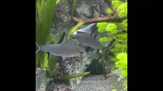 Balantiocheilos Melanopterus Cyprinid