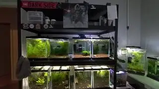 Shrimp Room Dec 19
