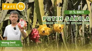 Part 14 | Buah Naga Putih Sabila Pernah Tembus 21% Brix! Ini Faktanya