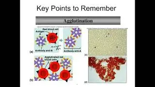 Blood Types & Transfusion Compatibility