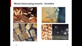 Materials Conservation: Wood