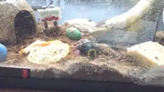 pet care of hermite crabs