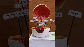 Human Eye Model।। School science project।। #science #project #humaneye #sciencemodel #schoolproject