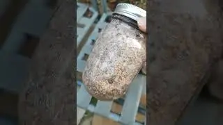 Загрязнение банки с зерном. Выбрасывать нехорошо. Грибы WBS. Выращивание грибов. Легкая домашняя ...