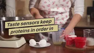Taste sensors keep proteins in order in flies